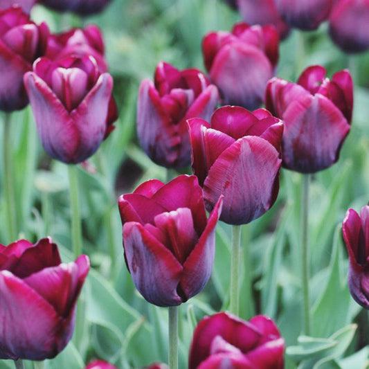 Garden Treasures Pack Of 5 'Ronaldo' Tulip Spring Flowering Bulbs