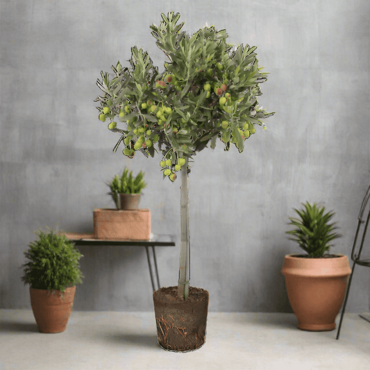Olea Europea Olive Mediterranean Tree