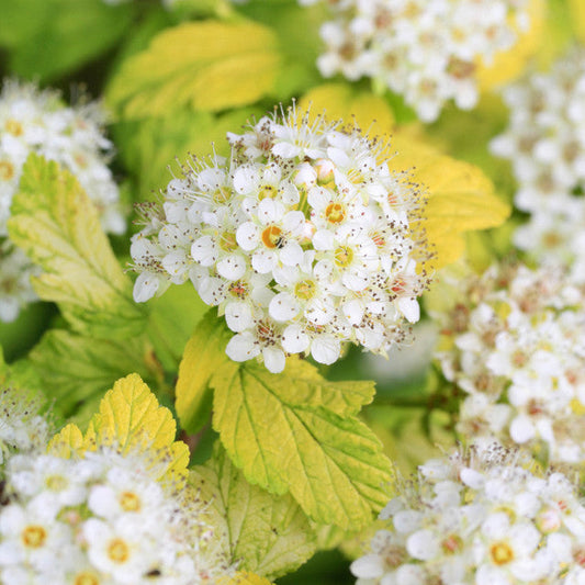 Physocarpus Opulifolius 'Dart's Gold' Ninebark Deciduous Shrub 1L