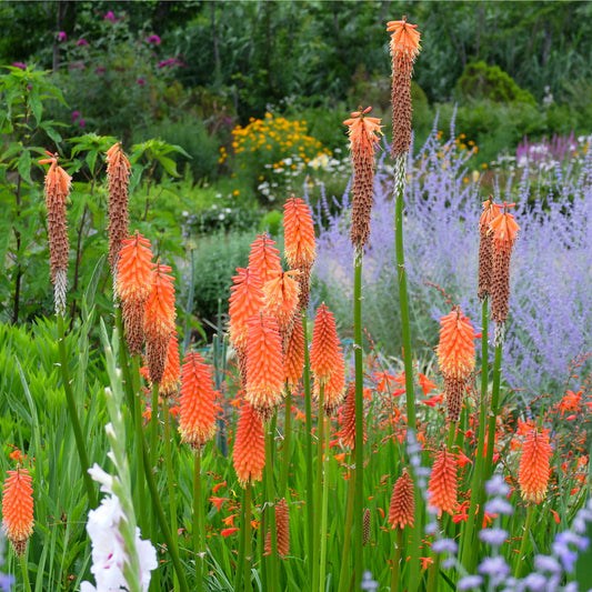 Kniphofia 'Royal Castle' Red Hot Poker 9cm/2L