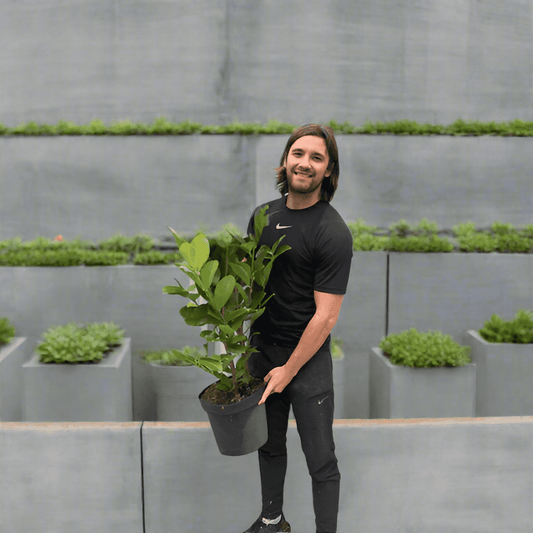 Prunus Laurocerasus 'Rotundifolia' Potted Cherry Laurel Hedging 120-150cm