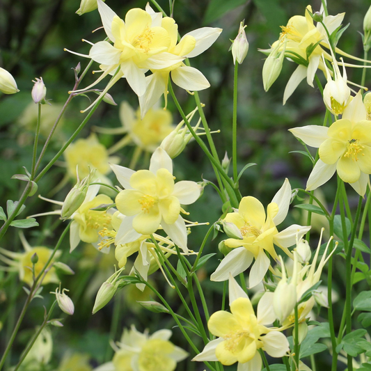 Aquilegia 'Spring Magic Yellow' Perennial 9cm