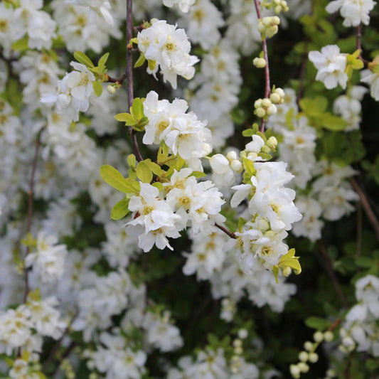 Exochorda Racemosa Pearl Bush Deciduous Shrub 2L
