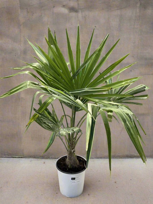 Trachycarpus Fortunei Palm