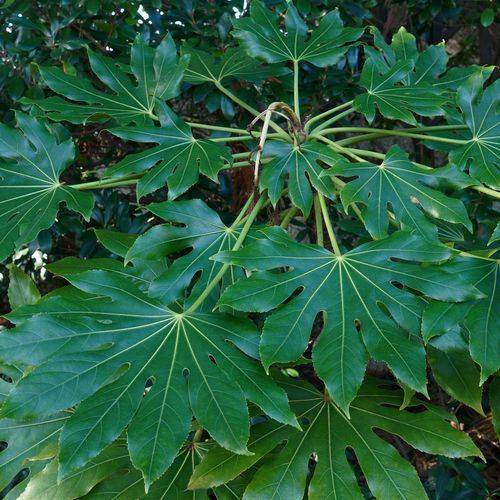 Fatsia Japonica Evergreen Shrub 9cm-5L