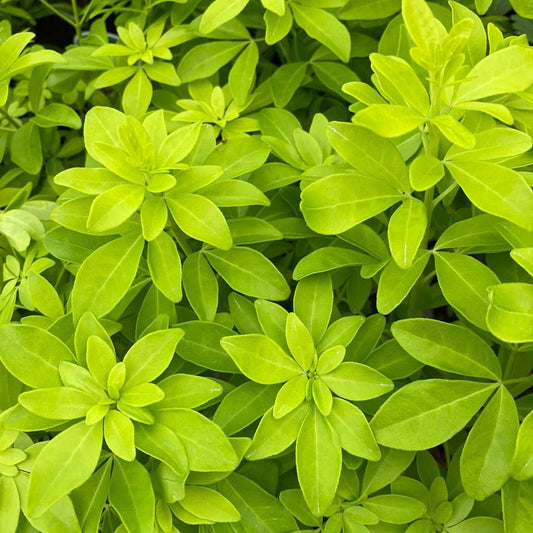 Choisya Ternata Sundance - Brica/Lich Evergreen Shrub 9cm-5L