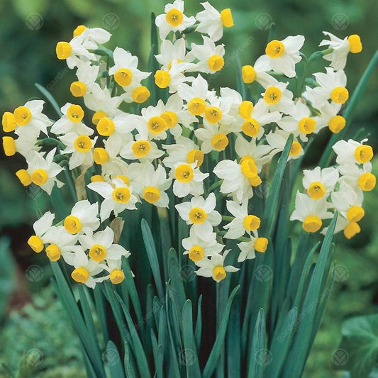 De Ree Pack Of 6 Dwarf 'Canaliculatus' Daffodil Flowering Bulbs