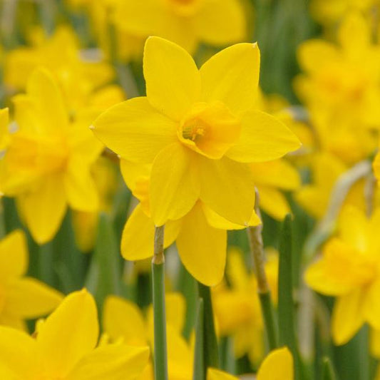 Dee Ree 10 Pack 'Sweetness' Narcissus Dwarf Daffodil Plant Bulbs