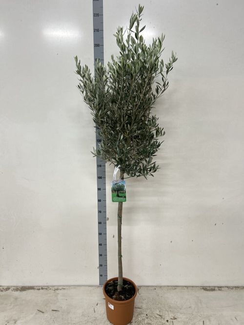 Olive Tree 180-190cm
