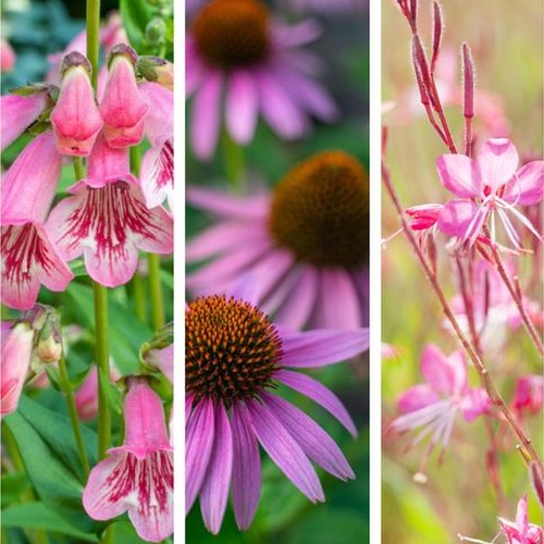 Pretty in Pinks (3 x 9cm Pots)