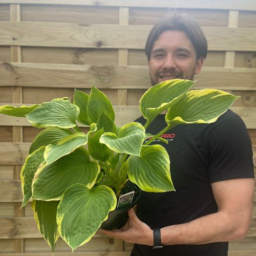 Hosta 'Aureomarginata' 1.5L